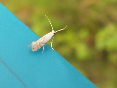 Phyllonorycter harrisella